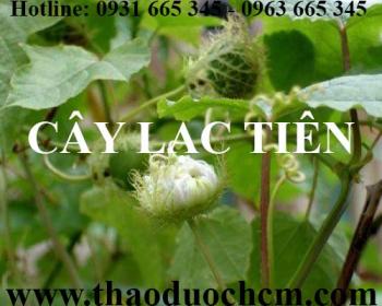 Mua bán cây lạc tiên tại huyện chương mỹ rất tốt cho phụ nữ mãn kinh