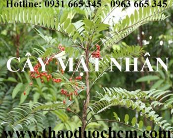 Mua bán cây mật nhân tại huyện từ liêm giúp ngăn ngừa biến chứng khối u