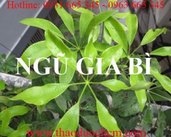 Mua bán ngũ gia bì tại huyện quốc oai rất tốt trong việc bổ thận tráng dương