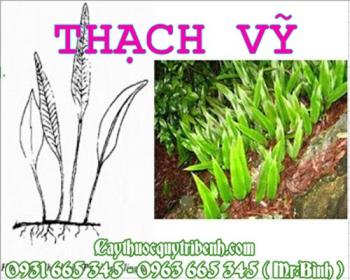 Mua bán thạch vỹ tại huyện thạch thất giúp nhanh mọc tóc hiệu quả nhất