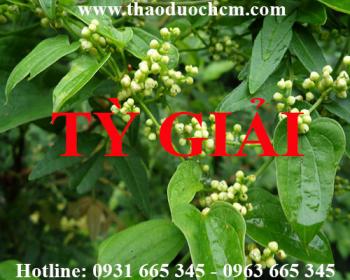 Mua bán tỳ giải tại cao bằng giúp giảm đau nhức mỏi gối uy tín nhất