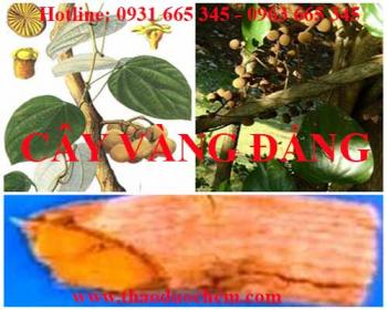 Mua bán cây vàng đắng tại huyện ứng hòa hỗ trợ điều trị tiêu chảy uy tín nhất