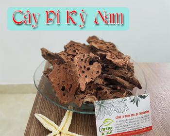 Bí kỳ nam hỗ trợ điều trị viêm gan viêm khớp hiệu quả