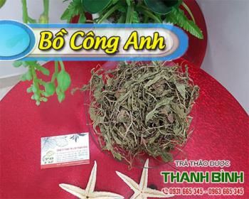Công dụng kỳ diệu của bồ công anh trong điều trị bệnh tắc sữa sau sinh