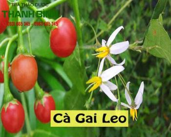Cà gai leo chữa bệnh gì? địa chỉ bán cà gai leo tại tphcm uy tín chất lượng