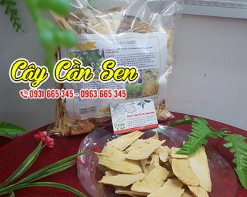 Cây cần sen - thảo dược trị vết thương rắn cắn, hỗ trợ trị viêm loét dạ dày