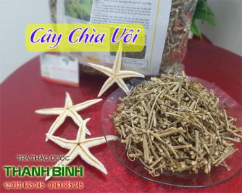 Cách sử dụng cây chìa vôi chữa thoát vị đĩa đệm