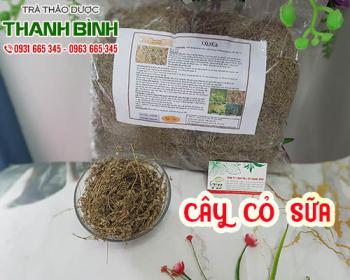 Cây cỏ sữa [tác dụng trị bệnh ngoài da, cách dùng] địa chỉ mua bán tốt nhất