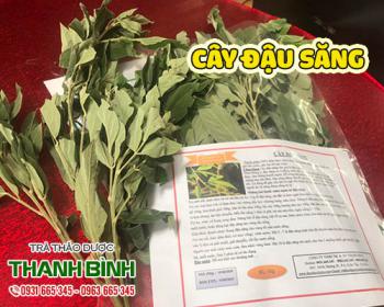 Mua cây đậu săng ở đâu tại tphcm?