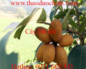 Mua cây dũ dẻ ở đâu tại tp hcm ???