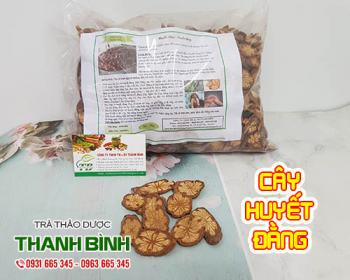 Mua cây huyết đằng ở đâu tại tphcm?