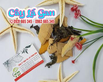 Cây lá gan - dược liệu tốt cho bệnh nhân bị chứng bệnh về gan