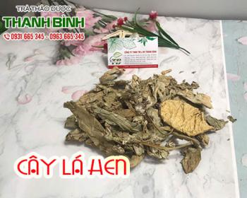 địa điểm bán cây lá hen trị viêm đường hô hấp uy tín chất lượng nhất