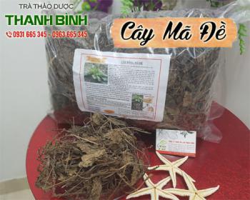 Cách dùng cây mã đề trong việc giúp cai thuốc lá và lợi tiểu