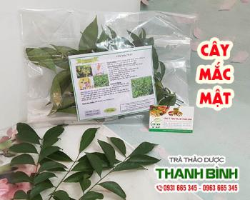 Cây mắc mật và những ứng dụng nổi bật trong ẩm thực cũng như sức khỏe