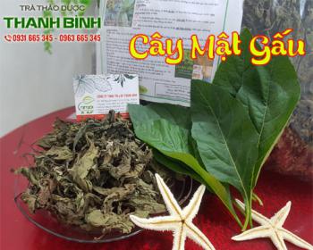 địa điểm bán cây mật gấu uy tín chất lượng để đảm bảo cho sức khỏe