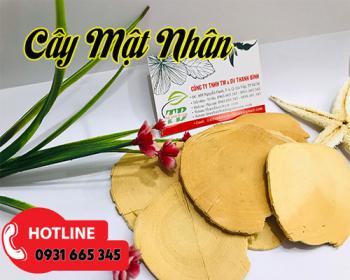 Cây mật nhân - thảo dược quý giúp tăng cường sinh lý và tốt cho hệ tiêu hóa