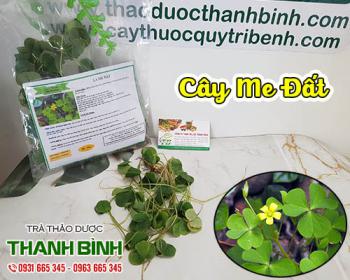 Cây me đất - vị thuốc giúp giảm đau rát họng, hạ sốt và điều hòa huyết áp