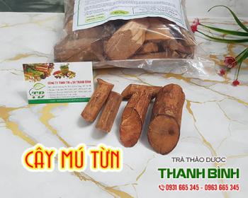 Mua cây mú từn ở đâu tại tphcm ???