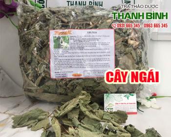 Mua cây ngái giá rẻ uy tín chất lượng nhất ở đâu?