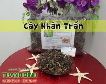 Tác dụng của cây nhân trần trong việc bảo vệ gan và điều hòa huyết áp