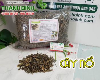 Mua bán cây nổ tại tphcm uy tín chất lượng tốt nhất