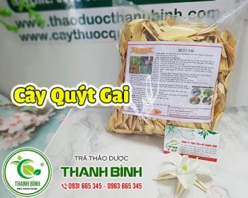 Mua cây quýt gai ở đâu tại tphcm ???