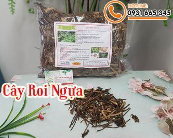 Mua cây roi ngựa ở đâu tại tphcm ???