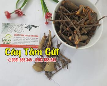 Cây tầm gửi tốt cho người bệnh đau nhức xương khớp và viêm gan