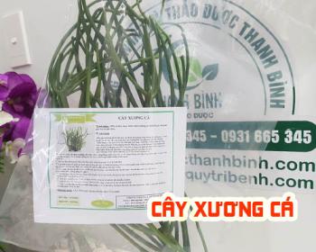 Mua cây xương cá ở đâu tại tphcm?