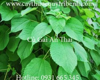 Mua bán củ gai an thai tại sóc trăng chữa tiểu tiện đục hiệu quả nhất