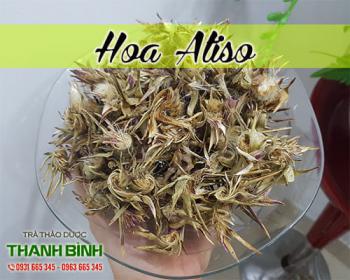 Công dụng của hoa atiso trị mất ngủ có thể bạn chưa biết