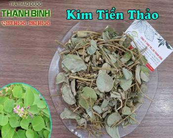 Kim tiền thảo trị sỏi thận - kim tiền thảo mua ở đâu?