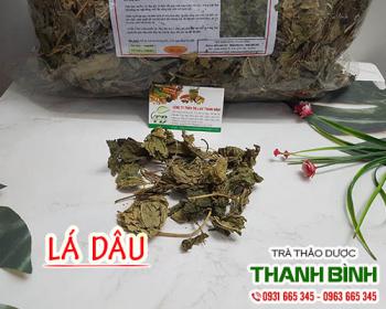 Mua bán lá dâu tại quận 1 có tác dụng điều trị nóng trong người rất tốt