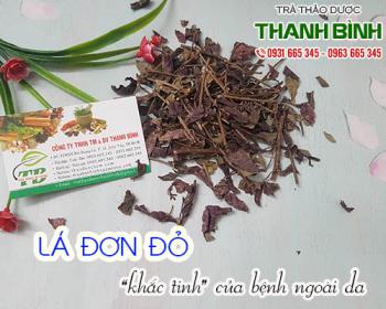 Công dụng của lá đơn đỏ trong việc điều trị mẩn ngứa dị ứng hiệu quả nhất