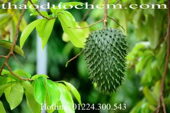 Mua bán lá mãng cầu xiêm uy tín tại hải phòng  trị tiêu chảy tốt nhất