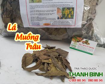 Mua bán lá muồng trâu tại tphcm uy tín chất lượng tốt nhất