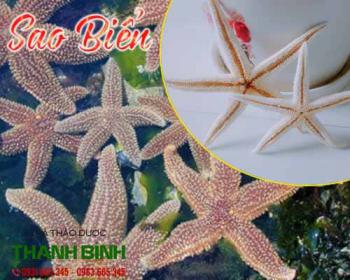 Tác dụng của sao biển tốt cho sức khỏe nhất là nam giới