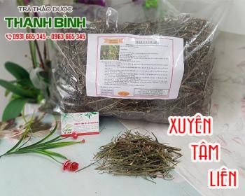 Xuyên tâm liên thanh nhiệt hạ sốt và tốt cho hệ tiêu hóa