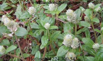 Mua bán cây nở ngày đất tại quận bình tân giúp hạ cholesterol tốt nhất