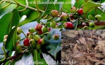 Mua nụ vối ở đâu tại tp hcm ???