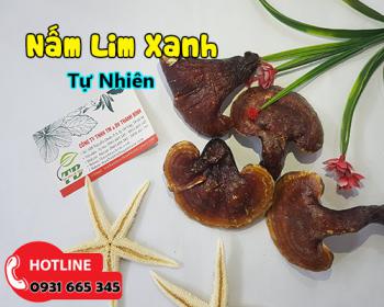 Nấm lim xanh tự nhiên hỗ trợ ngăn ngừa ung thư và tăng cường miễn dịch