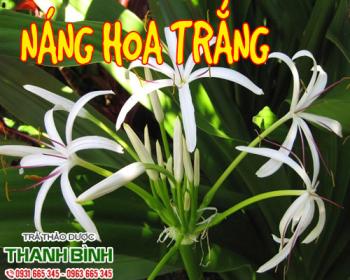 Mua bán náng hoa trắng tại quận 5 chữa sưng đau khi bị chấn thương