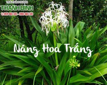 Mua bán náng hoa trắng ở quận phú nhuận trị đau nhức bong gân hiệu quả