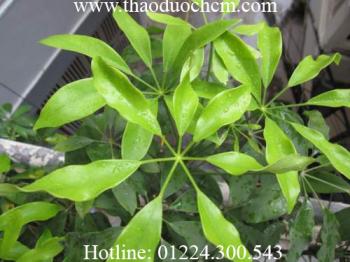 Mua bán ngũ gia bì tại bình dương có tác dụng tăng trí nhớ hiệu quả