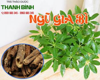 Mua bán ngũ gia bì tại quận 1 có tác dụng điều hòa chứng rối loạn nội tiết