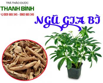 Tác dụng của ngũ gia bì trong điều trị rối loạn nội tiết hiệu quả nhất
