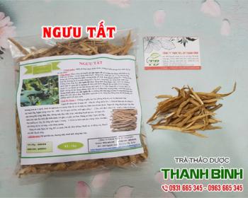 Mua bán ngưu tất tại quận đống đa chữa đau nhức khi thay đổi thời tiết