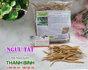 Mua bán ngưu tất tại hải dương có tác dụng điều trị nhức mỏi ở đầu gối