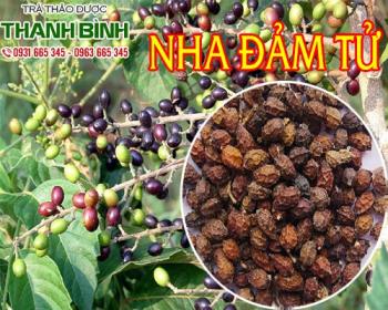 Mua bán nha đảm tử tại quận 8 trị sỏi túi mật sỏi đường mật hiệu quả nhất